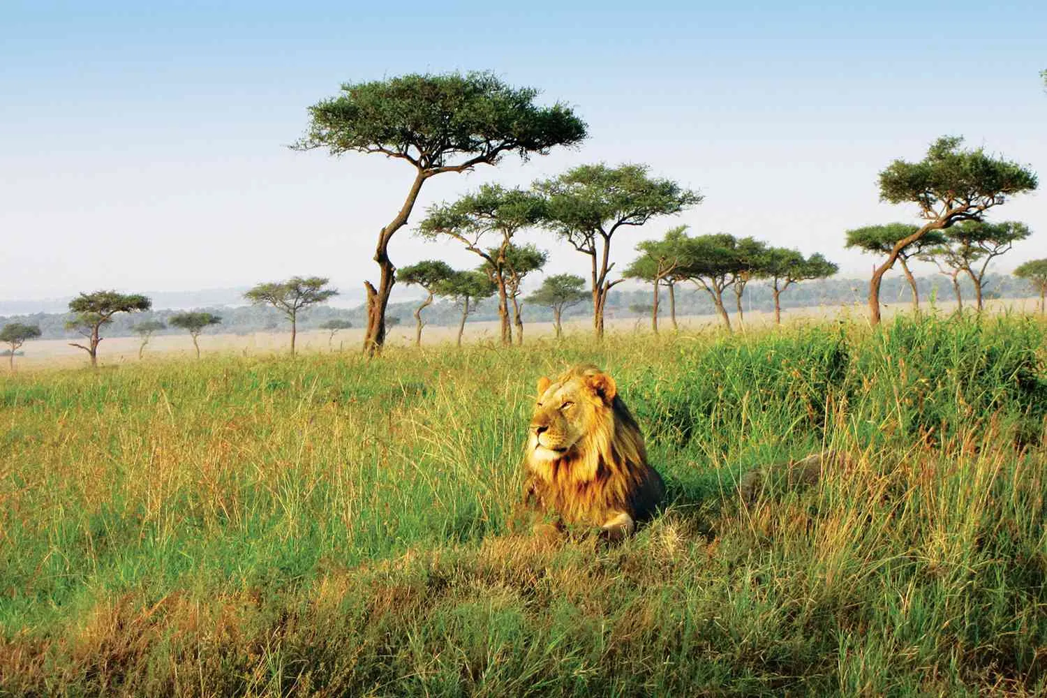 Africa