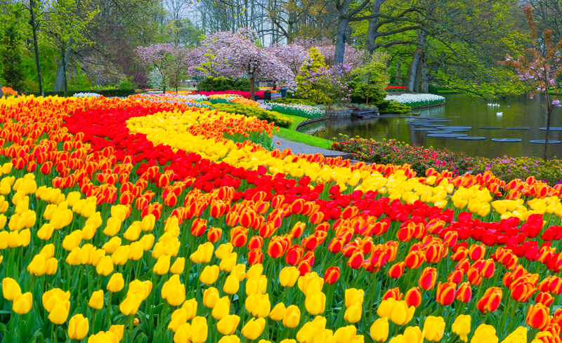 Springtime in the Netherlands and Belgium