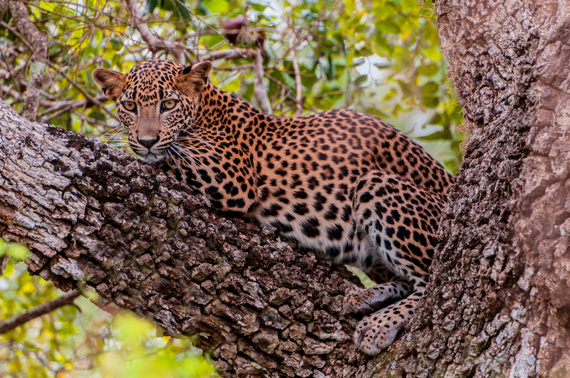 In Search of Tigers and Leopards
