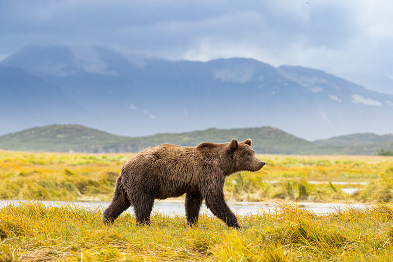 Rockies and Alaskan Adventure