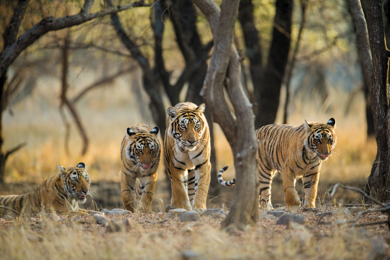 India’s Golden Triangle, Tigers and Shimla