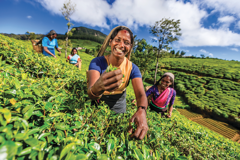 Splendours of Sri Lanka