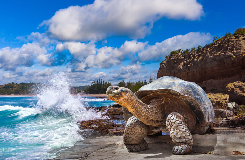 Amazon Lodge and Galápagos Cruise Extension